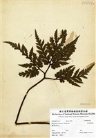 藏品(大羽陰地蕨)的圖片